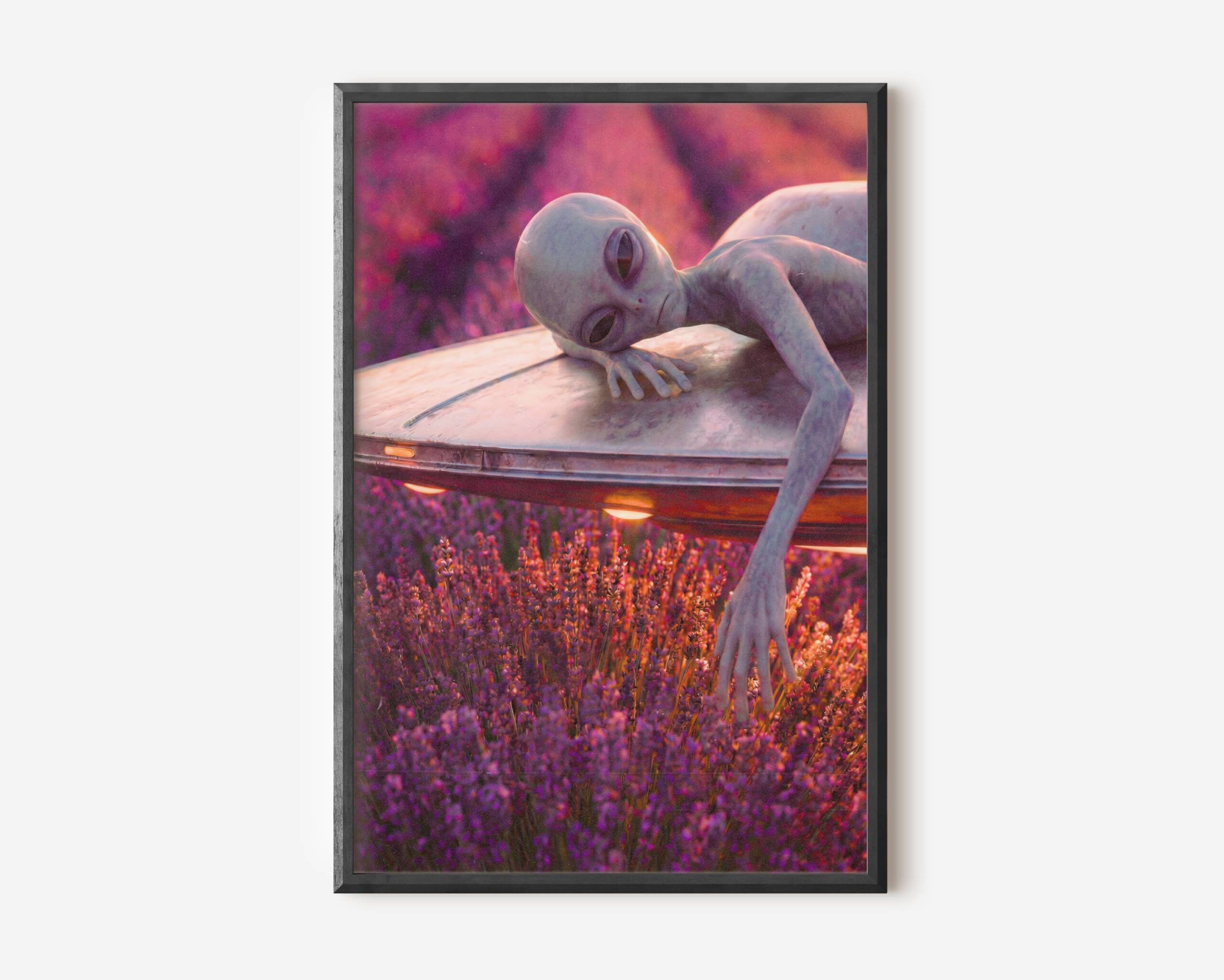 Premium warm retro sci-fi poster of a grey alien draped contentedly across the top of a glowing UFO hovering above a vast purple lavender field in rich golden evening light – unframed alien art poster, ufoposter.com