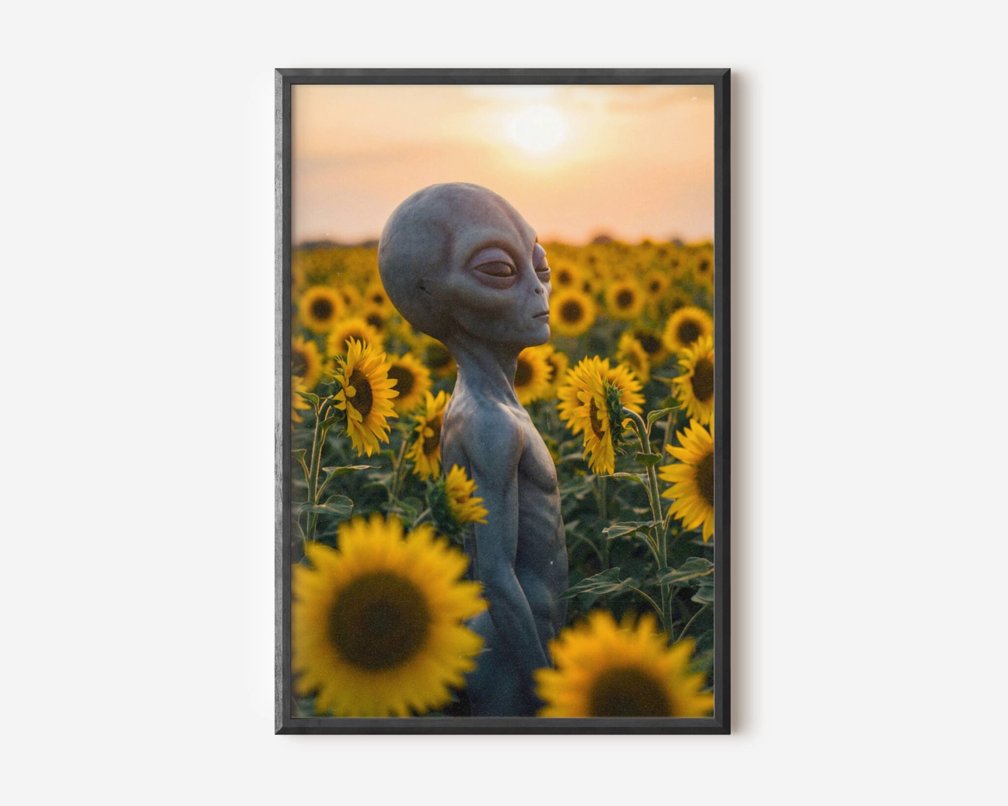 Premium warm retro sci-fi poster of a grey alien standing alone in a vast sunflower field at golden hour, face raised toward the setting sun in a beautifully serene and atmospheric composition – unframed alien art poster, ufoposter.com