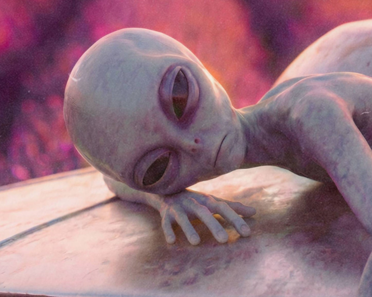 Intimate warm close-up of a grey alien's face resting sideways on top of a glowing spacecraft, long alien fingers trailing through warm golden light above a sea of purple lavender blooms – unframed retro alien portrait poster, ufoposter.com