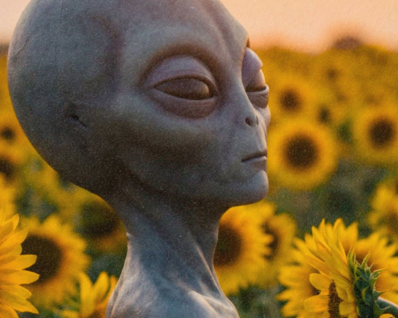 Intimate warm golden close-up of a grey alien's face and slender torso rising above a field of bright yellow sunflowers, eyes softly closed in the warm glow of a setting sun – unframed retro alien portrait poster, ufoposter.com